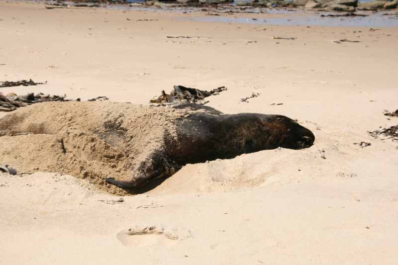 Nieuw-Zeeland 2011 - 1775